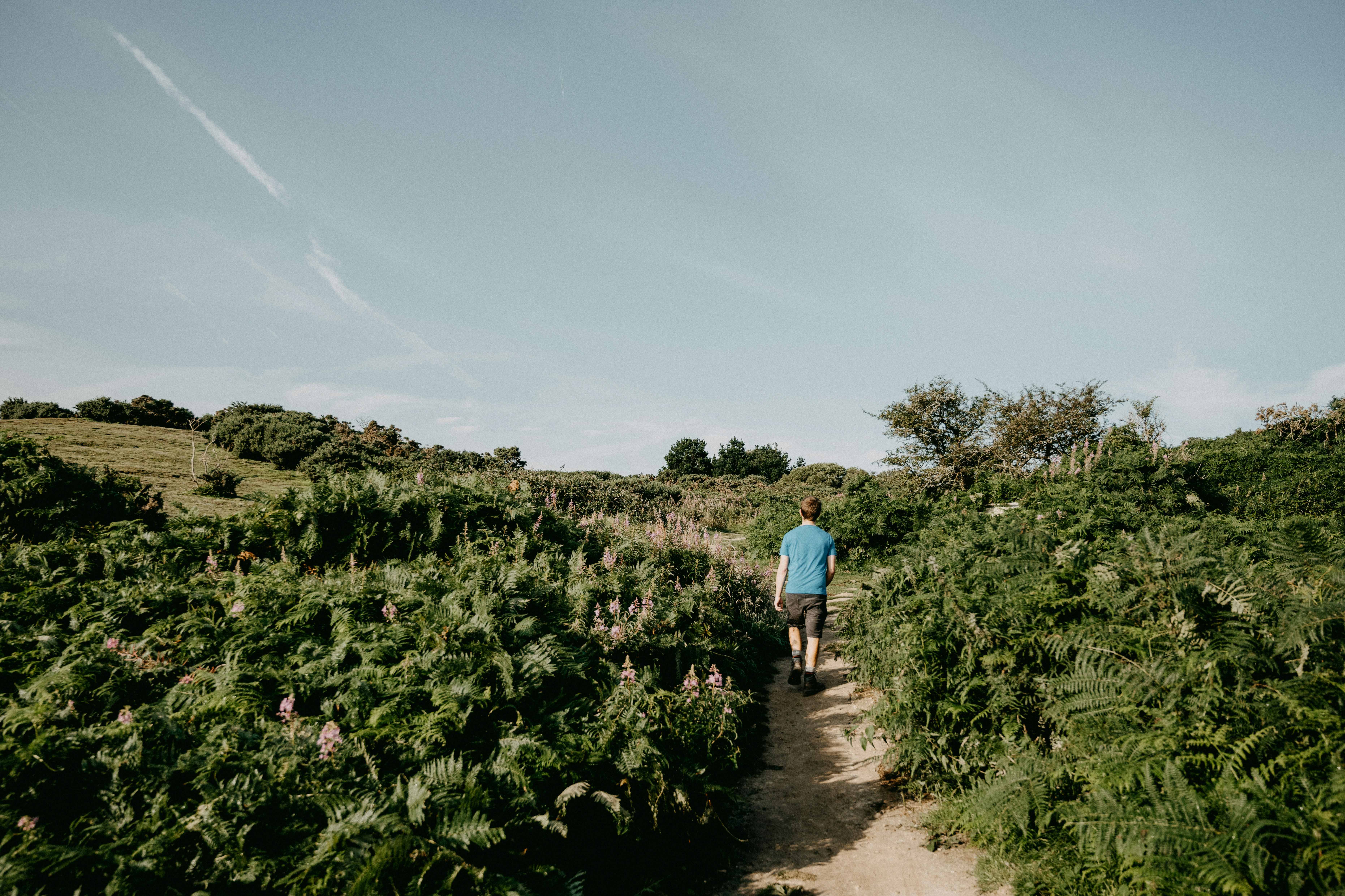 man in blue shirt walking on pathway between green plants during daytime